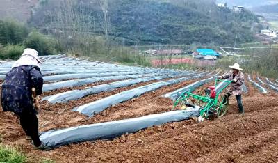 房县门古寺镇：烟田“穿新衣” 致富添“底气”