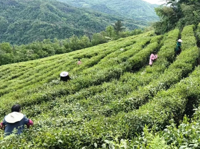 沙河乡：茶园迎丰收 春日采茶忙