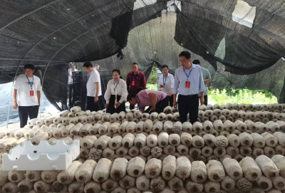 沙河乡人大代表助推食用菌产业提速发展