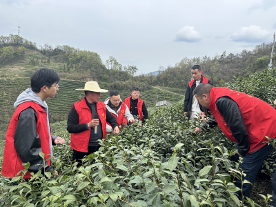 沙河乡：茶园研学练本领 产业课堂促振兴