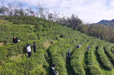 窑淮镇：春茶开采正当时 田间课堂育青年