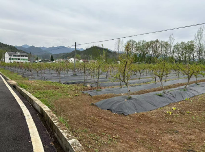 化龙堰镇高桥村： 果药套种“一地双收” 林下经济铺就富民路