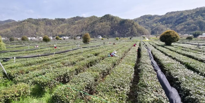 房县窑淮镇：“流动管家”转活空巢村治理 采茶管护托起老人增收梦