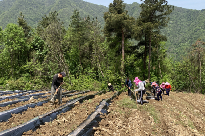 沙河乡：三步走抓实推进烟叶春耕生产