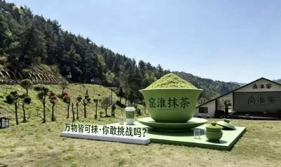 春茶采收忙 茶农增收旺