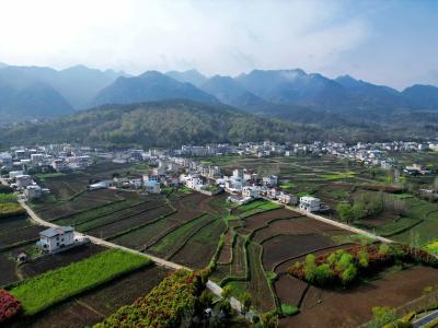 春种天麻 林下生金