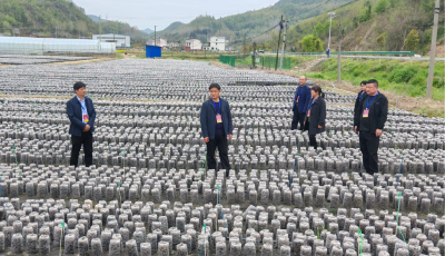 土城镇：代表履职察实情建言献策促发展