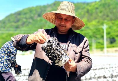 房县土城镇：小木耳撑起大产业   菌香里走出致富路
