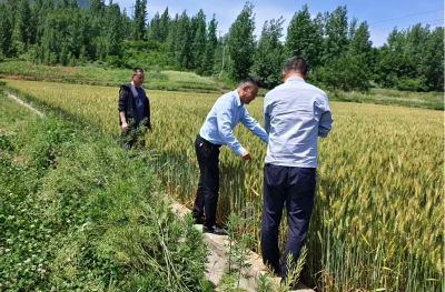 尹吉甫镇：抢抓农时防病害 科技护航保丰收