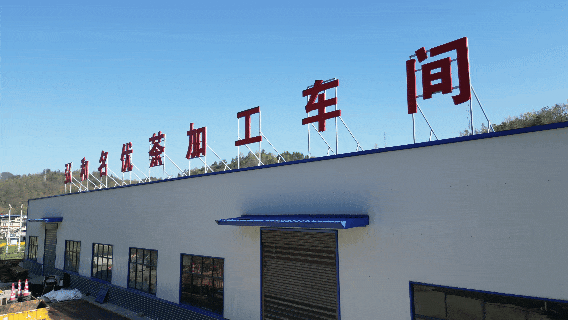 房县首条抹茶生产线正式投产