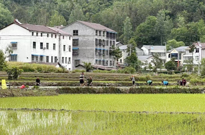 窑淮镇：抢抓夏时农耕忙 拔秧插秧绘丰景