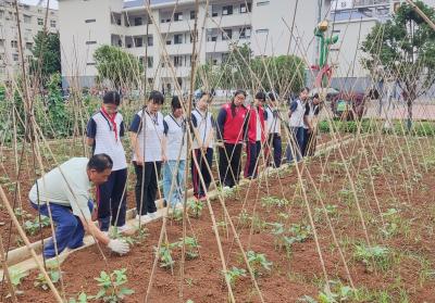 房县东城小学：躬耕一畦土 读懂盘中餐