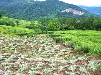 房县：艾草迎丰收 全产业链铺就群众增收致富路