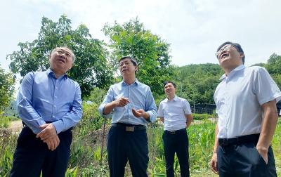 市政协副主席李翔来我县调研茶产业链建设