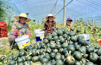 白鹤镇赤岩村：贝贝南瓜丰收忙 特色种植促增收