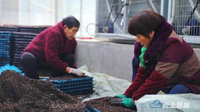 组图 | 湖北建始：人勤春来早 万象“耕”新忙 
