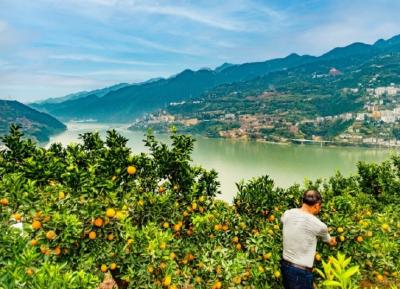 湖北巴东：硕果金黄挂满枝，又是脐橙丰收时