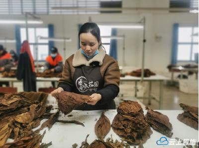 恩施来凤：雪茄烟叶产业稳步实施“百千万亿”工程