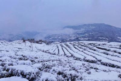 组图｜巴东：雪中茶园分外妖娆