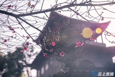 建始：梅开朝阳观