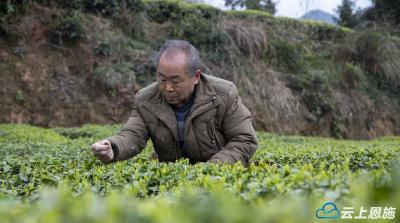 宣恩：春茶又飘香 茶农采摘忙 