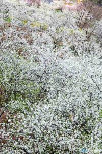 组图 | 巴东：春风含笑李花开