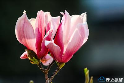 组图｜巴东：峡江画城染芳菲