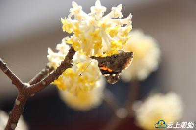建始：结香花儿开，祝你好梦圆