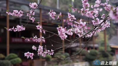 湖北建始：三月桃花开满枝