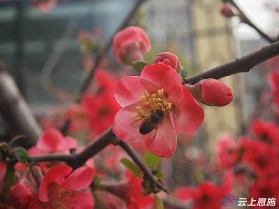 建始：海棠花开惹人醉
