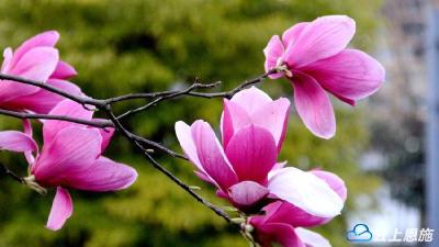 宣恩：玉兰花开景色美