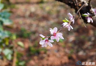 巴东：桃花浪漫红 枝枝灼春融