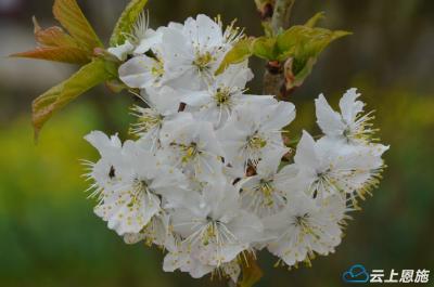 建始：樱桃花开春意浓