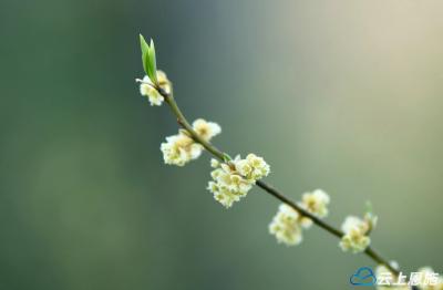 组图｜建始：春日暖 草芽萌 万物复苏