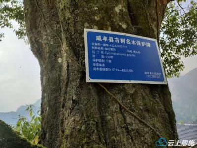 咸丰清坪：113株古树长成“有身份的树”
