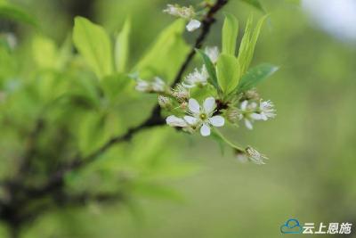 鹤峰燕子镇：满园李花惹人怜