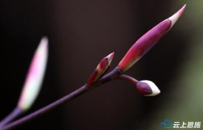 鹤峰：生机盎然的春之韵