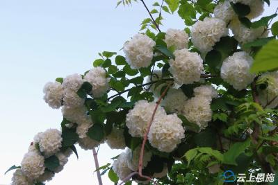 建始长梁：琼花盛开扮靓美丽乡村