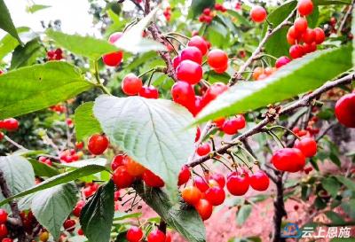 恩施巴东：樱桃红了！