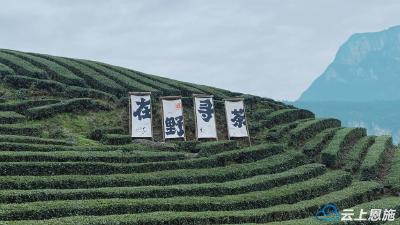 恩施圆梦隧道，万亩雨露茶园吐新芽