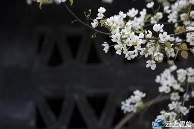组图 | 建始：春色旖旎 梨花艳