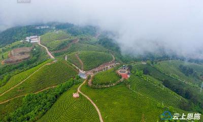 恩施巴东采茶忙 春茶飘香产业兴