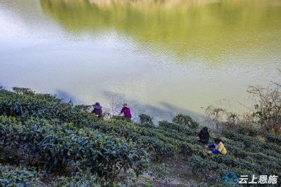 组图｜利川：郁江茶园春意浓