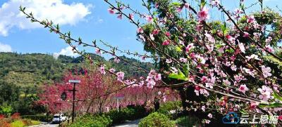 来凤：桃花岛上桃花开