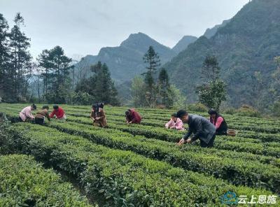 宣恩高罗：村民抢摘“明前茶”