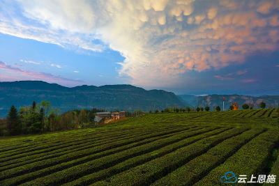 巴东：流云飞霞山欲舞，茶园茵茵正可人
