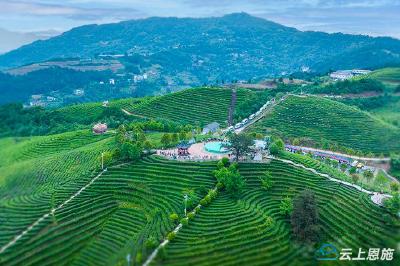 组图｜巴东：茶乡花开 浪漫溪丘