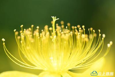 组图 | 宣恩：“芒种花”开
