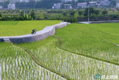 建始长梁：初夏稻田风光旖旎