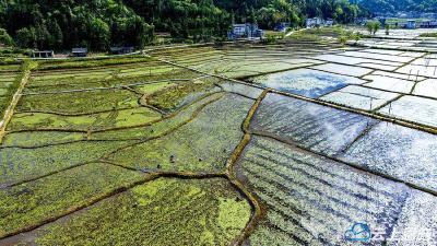 组图｜利川凉雾乡莼菜基地迎来采收旺季